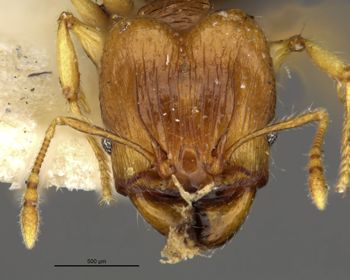 Media type: image;   Entomology 8698 Aspect: head frontal view